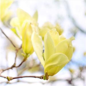 Magnolia Denudata 'Yellow River'